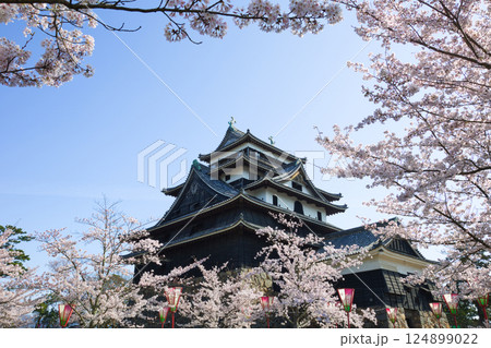 〈島根県〉春の松江城　桜に囲まれた天守閣 124899022