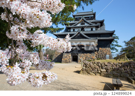 〈島根県〉桜に囲まれた松江城　 124899024