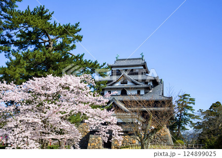 〈島根県〉春の松江城　桜に囲まれた天守閣 124899025