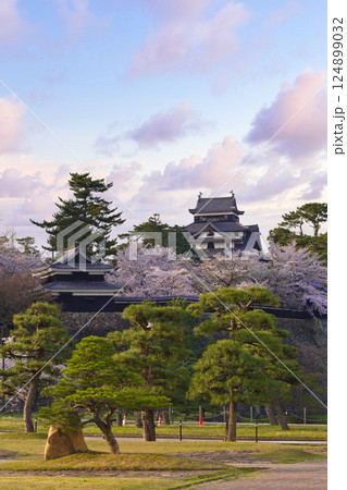〈島根県〉春の松江城　夕景　桜に囲まれた天守閣 124899032