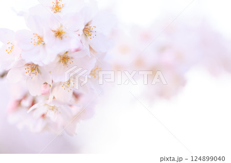 ふんわり淡い桜 ふんわり淡い桜 124899040