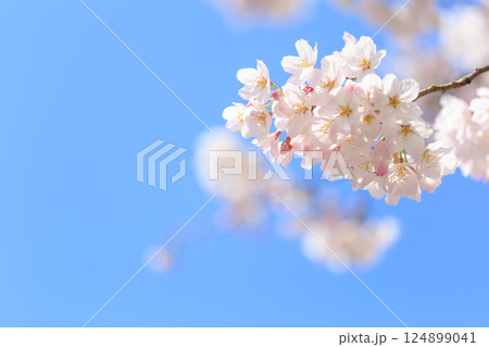 青空に映える桜 124899041