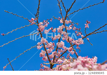 さくらの季節 124899045