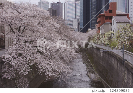 神田川の桜並木 124899085