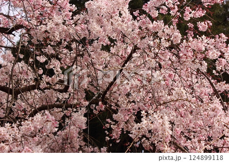 4月上旬に満開になった金剛寺の枝垂桜(4) 4月上旬に満開になった金剛寺の枝垂桜(4) 124899118