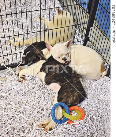 Exhibition of elite breed dogs for sale, closeup of photo 124899203