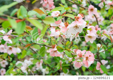 満開のボケの花 満開のボケの花 124899221