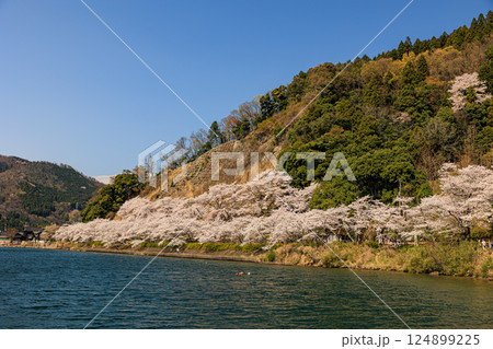 【滋賀県】海津大崎 びわ湖と満開の桜 124899225