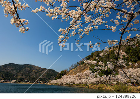 【滋賀県】海津大崎 びわ湖と満開の桜 124899226