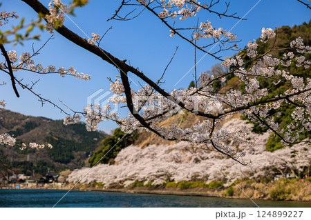 【滋賀県】海津大崎 びわ湖と満開の桜 124899227