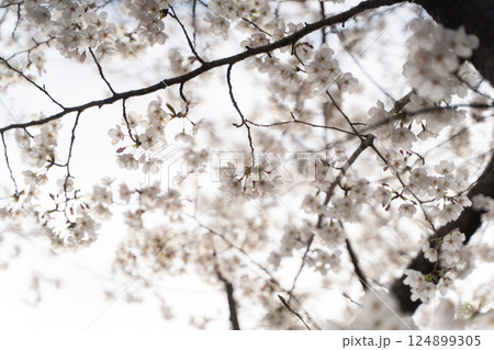 枝先に咲く満開の桜の花⑥ 枝先に咲く満開の桜の花⑥ 124899305
