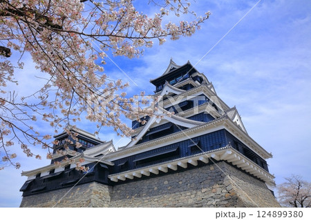 【熊本県】満開の桜と熊本城（大天守と小天守） 124899380