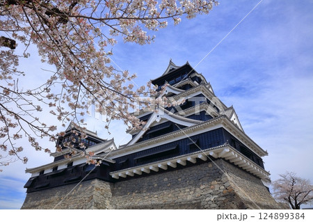 【熊本県】満開の桜と熊本城(大天守と小天守) 【熊本県】満開の桜と熊本城(大天守と小天守) 124899384