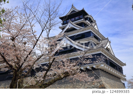 【熊本県】満開の桜と熊本城の大天守 124899385