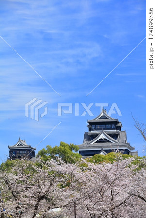 【熊本県】満開の桜と熊本城（大天守と小天守） 124899386