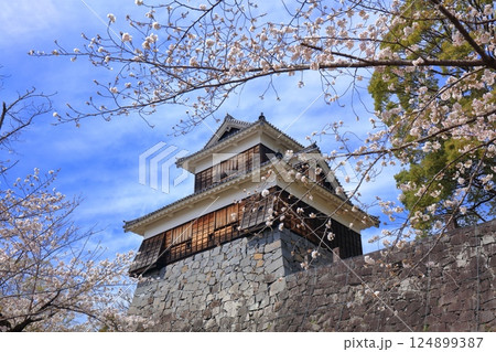 【熊本県】満開の桜と熊本城の未申櫓 124899387