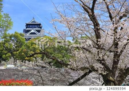 【熊本県】満開の桜と熊本城の大天守 124899394