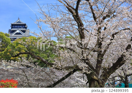 【熊本県】満開の桜と熊本城の大天守 124899395