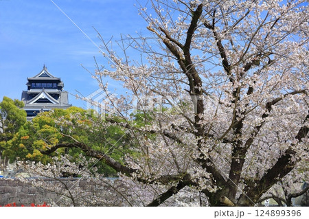 【熊本県】満開の桜と熊本城の大天守 【熊本県】満開の桜と熊本城の大天守 124899396