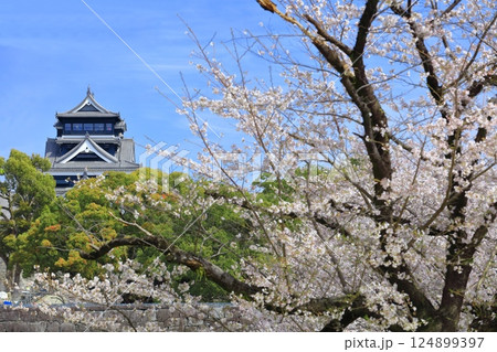 【熊本県】満開の桜と熊本城の大天守 124899397