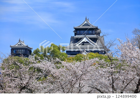 【熊本県】満開の桜と熊本城(大天守と小天守) 【熊本県】満開の桜と熊本城(大天守と小天守) 124899400
