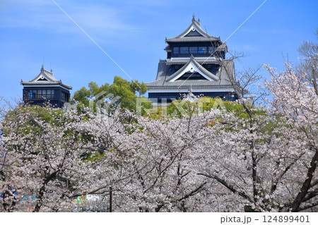 【熊本県】満開の桜と熊本城（大天守と小天守） 124899401
