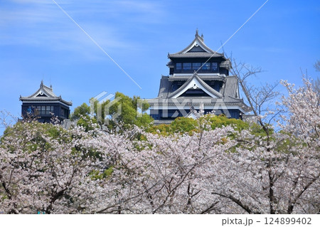 【熊本県】満開の桜と熊本城（大天守と小天守） 124899402