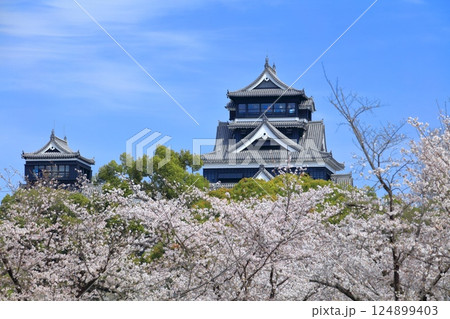 【熊本県】満開の桜と熊本城(大天守と小天守) 【熊本県】満開の桜と熊本城(大天守と小天守) 124899403