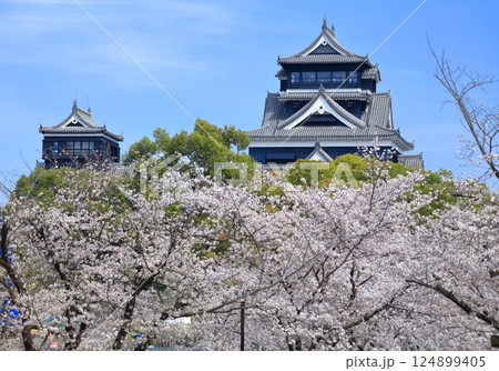 【熊本県】満開の桜と熊本城(大天守と小天守) 【熊本県】満開の桜と熊本城(大天守と小天守) 124899405