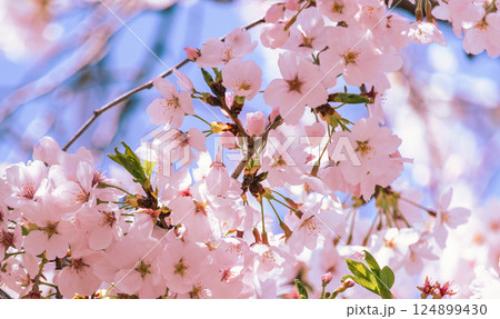 ソメイヨシノ桜の花ー11 ソメイヨシノ桜の花ー11 124899430