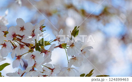 ソメイヨシノ桜の花ー44 124899463