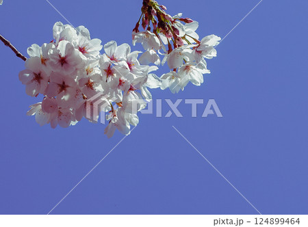 ソメイヨシノ桜の花ー45 124899464