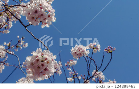 ソメイヨシノ桜の花ー46 124899465