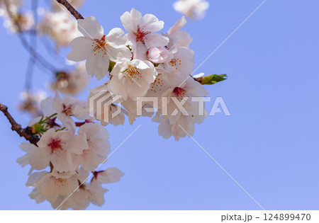 ソメイヨシノ桜の花ー49 ソメイヨシノ桜の花ー49 124899470