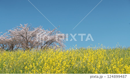 菜の花の咲く丘の上の、桜の大樹 菜の花の咲く丘の上の、桜の大樹 124899487