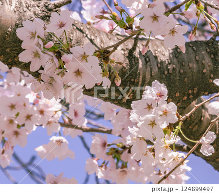ソメイヨシノ桜の花2ー3 ソメイヨシノ桜の花2ー3 124899497