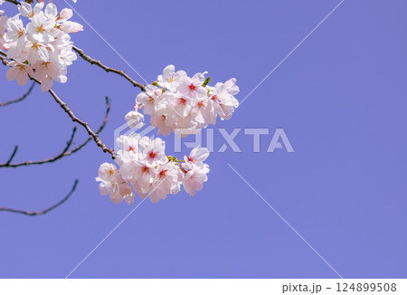 ソメイヨシノ桜の花2ー14 ソメイヨシノ桜の花2ー14 124899508
