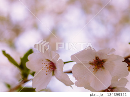 ソメイヨシノ桜の花2ー41 ソメイヨシノ桜の花2ー41 124899531