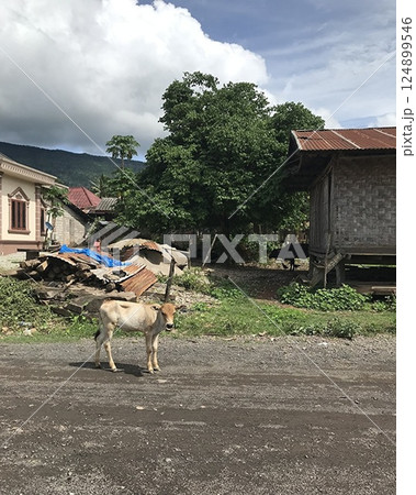 ラオスの田舎の道で散歩途中の牛 124899546
