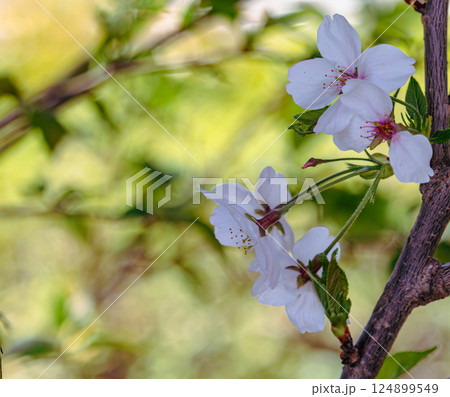 ソメイヨシノ桜の花2ー24 124899549
