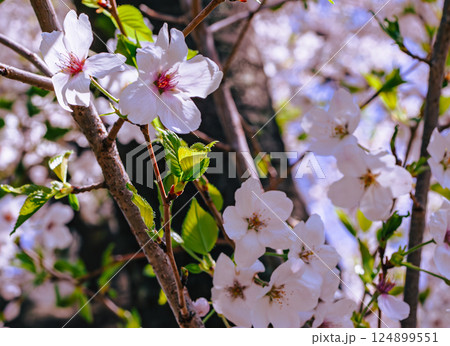 ソメイヨシノ桜の花2ー26 124899551