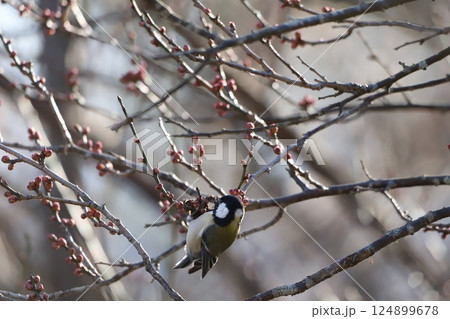 桜の蕾と餌を探しているシジュウカラ 桜の蕾と餌を探しているシジュウカラ 124899678