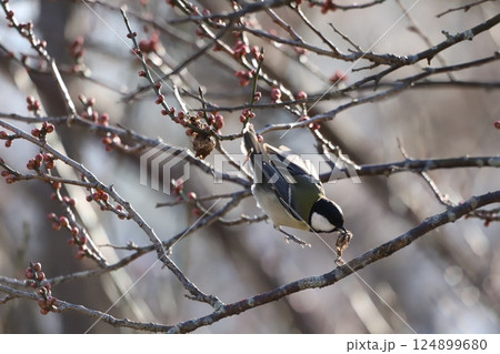 餌を銜えて飛んでいるシジュウカラ 餌を銜えて飛んでいるシジュウカラ 124899680