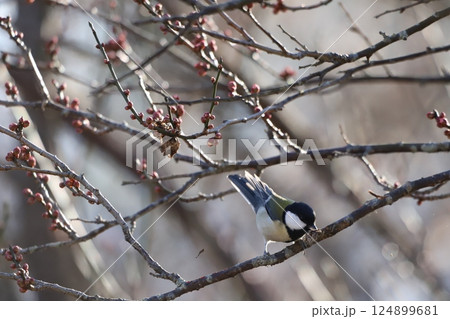 桜の木で餌を銜えているシジュウカラ 桜の木で餌を銜えているシジュウカラ 124899681