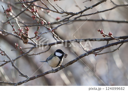 桜の木で餌を銜えているシジュウカラ 桜の木で餌を銜えているシジュウカラ 124899682