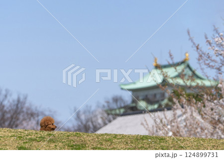 名古屋城　さくら 124899731