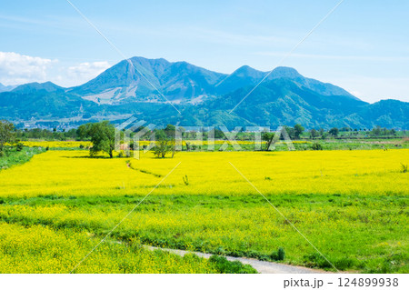 飯山市・常盤菜の花畑 124899938