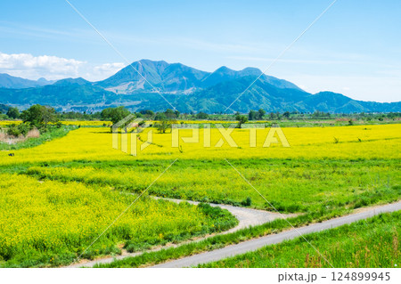 飯山市・常盤菜の花畑 飯山市・常盤菜の花畑 124899945
