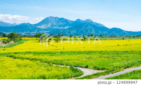 飯山市・常盤菜の花畑 飯山市・常盤菜の花畑 124899947
