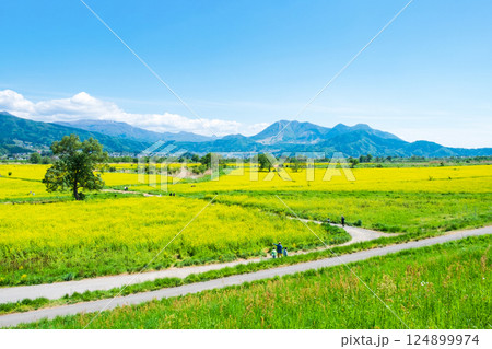 飯山市・常盤菜の花畑 124899974